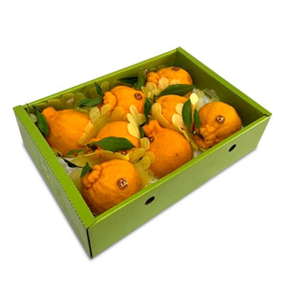 Hallabong (Gift Box)